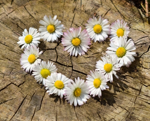 daisies-712892_by_congerdesign_pixabay_pbs
