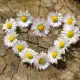 daisies-712892_by_congerdesign_pixabay_pbs