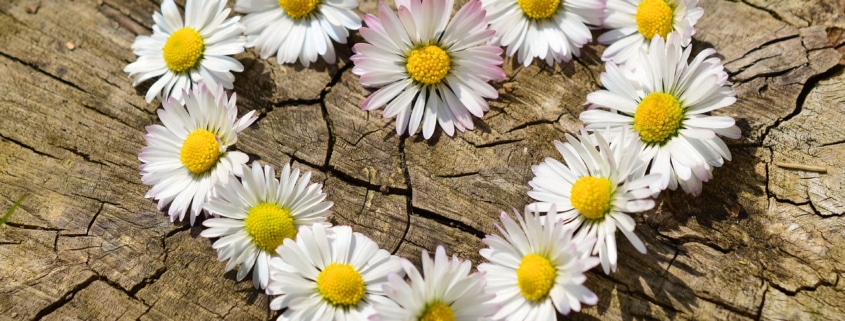 daisies-712892_by_congerdesign_pixabay_pbs