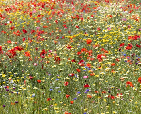 margaret-polinder-unsplash