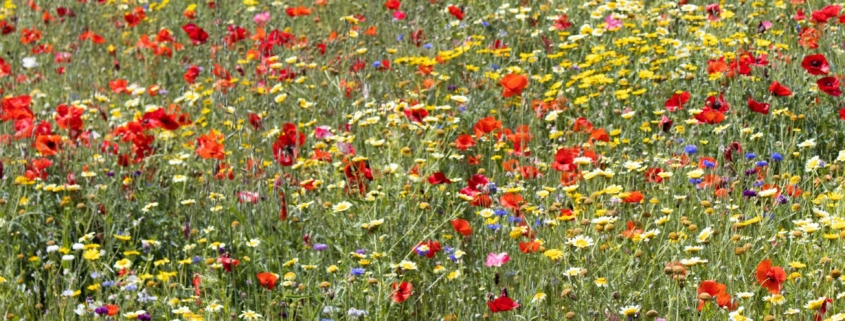 margaret-polinder-unsplash