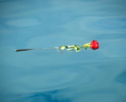 rose-8368179_by_Bernhard_Staerk_pixabay_pbs