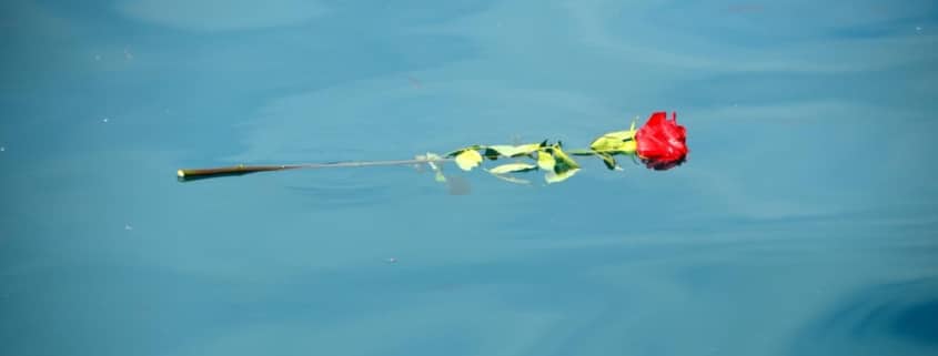 rose-8368179_by_Bernhard_Staerk_pixabay_pbs