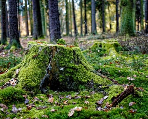 yves-alarie-vBFfFMZOroQ-unsplash