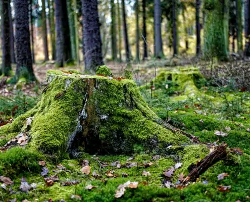 yves-alarie-vBFfFMZOroQ-unsplash