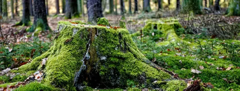 yves-alarie-vBFfFMZOroQ-unsplash